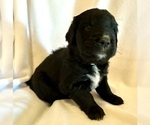 Small #4 Golden Mountain Dog