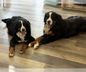Bernese Mountain Dog Puppy for sale in EVART, MI, USA