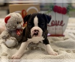 Small Photo #2 Boston Terrier Puppy For Sale in LIVINGSTON, TX, USA