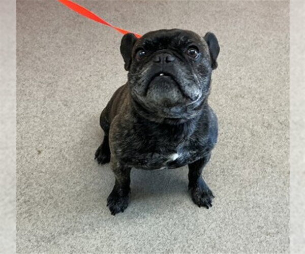 Medium Photo #1 French Bulldog Puppy For Sale in San Bernardino, CA, USA