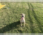 Small #1 Labrador Retriever Mix