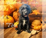 Puppy Tito Bernedoodle