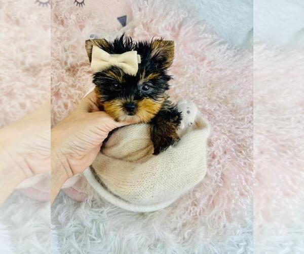 Medium Photo #25 Yorkshire Terrier Puppy For Sale in LANCASTER, PA, USA