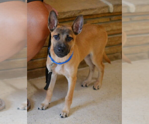 Medium Photo #2 German Shepherd Dog-Unknown Mix Puppy For Sale in Enfield, CT, USA