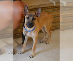Small #1 German Shepherd Dog Mix