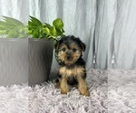 Small Photo #4 Yorkshire Terrier Puppy For Sale in GREENWOOD, IN, USA