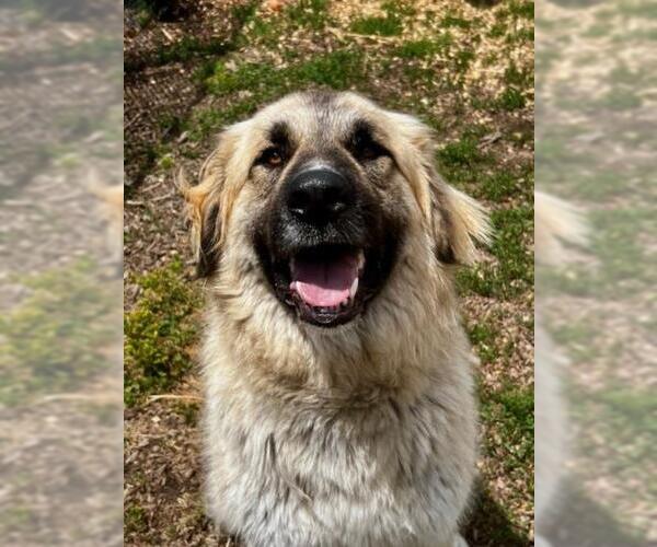 Medium Photo #2 Anatolian Shepherd-Unknown Mix Puppy For Sale in Santa Cruz, CA, USA