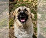 Small #1 Anatolian Shepherd Mix