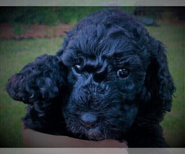Medium Photo #1 Labradoodle Puppy For Sale in PALMDALE, CA, USA