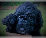 Small Photo #1 Labradoodle Puppy For Sale in PALMDALE, CA, USA