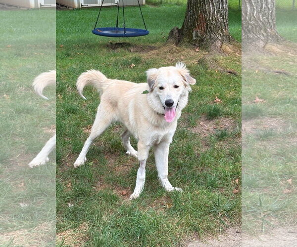 Medium Photo #2 Great Pyrenees-Unknown Mix Puppy For Sale in Germantown, OH, USA