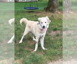 Small #1 Great Pyrenees Mix