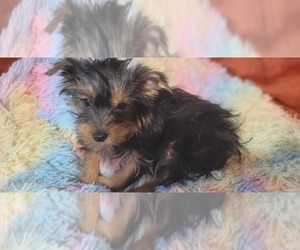 Medium Yorkshire Terrier