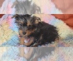 Puppy RUBY Yorkshire Terrier