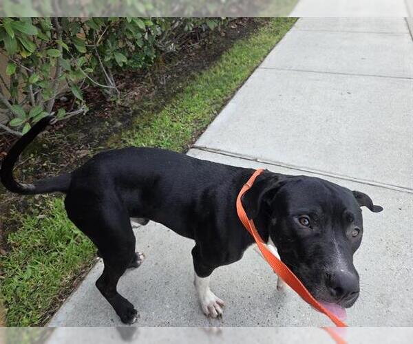 Medium Photo #1 American Pit Bull Terrier Puppy For Sale in Houston, TX, USA