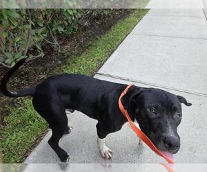 American Pit Bull Terrier Dogs for adoption in Houston, TX, USA