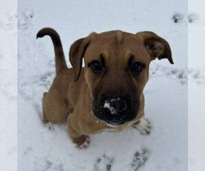 American Pit Bull Terrier Dogs for adoption in Newfield, NJ, USA