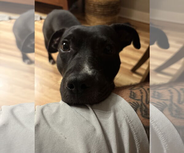 Medium Photo #10 American Pit Bull Terrier-Unknown Mix Puppy For Sale in Crete, IL, USA