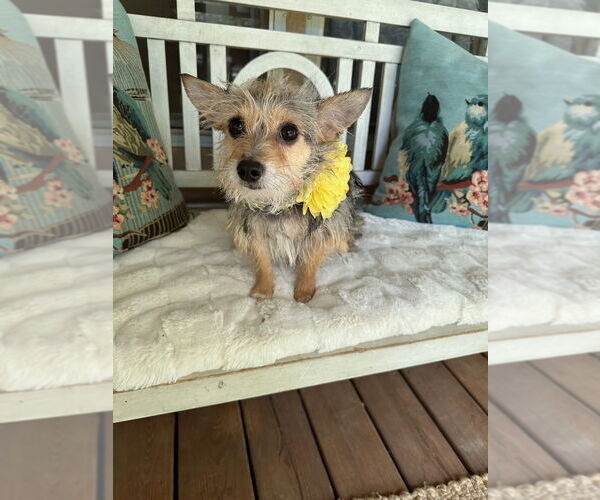 Medium Photo #4 Mutt Puppy For Sale in Oak Bluffs, MA, USA