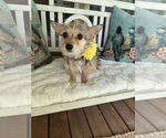 Small #3 Mutt