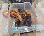 Small Photo #12 Yorkshire Terrier Puppy For Sale in BAYONNE, NJ, USA