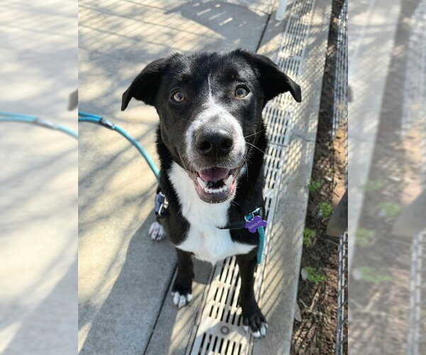 Medium Photo #1 Border Collie-Unknown Mix Puppy For Sale in Sacramento, CA, USA