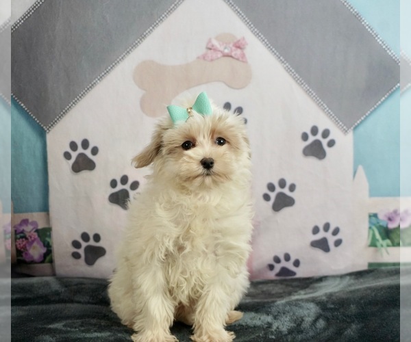 Medium Photo #1 Maltese-Poodle (Toy) Mix Puppy For Sale in WARSAW, IN, USA