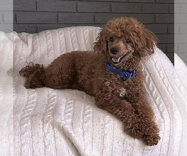 Medium Photo #5 Poodle (Miniature) Puppy For Sale in Chester, NJ, USA