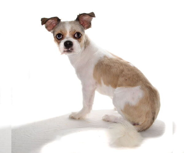 Medium Photo #2 ShiChi Puppy For Sale in Oakland Park, FL, USA