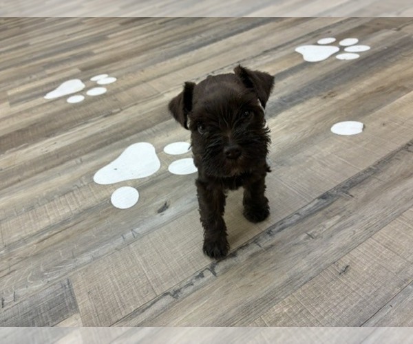 Medium Photo #2 Schnauzer (Miniature) Puppy For Sale in HOUSTON, TX, USA