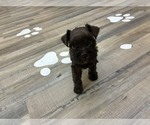 MAPLE - Female Schnauzer (Miniature) Puppy for Sale - Photo #2