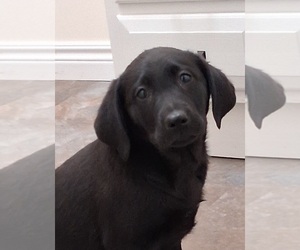 Labrador Retriever Puppy for sale in CLYDE, OH, USA