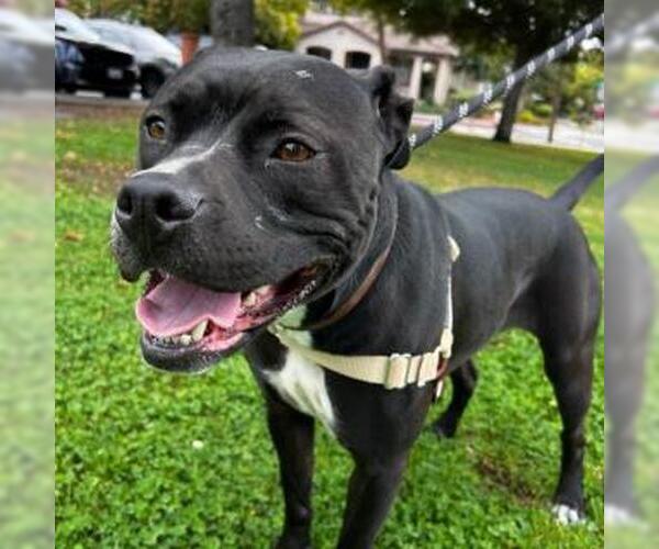 Medium Photo #2 Mutt Puppy For Sale in Alameda, CA, USA