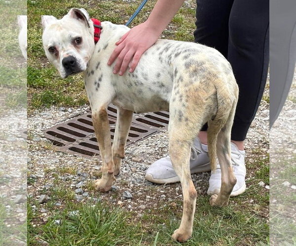 Medium Photo #4 Boxer-Unknown Mix Puppy For Sale in Rustburg, VA, USA