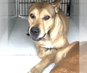 German Shepherd Dog-Unknown Mix Dogs for adoption in Houston, TX, USA