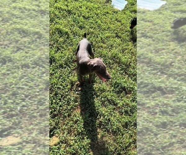 Medium Photo #15 Doberman Pinscher Puppy For Sale in KELLYTON, AL, USA