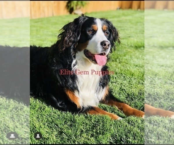 Medium Photo #1 Bernedoodle Puppy For Sale in RED BLUFF, CA, USA