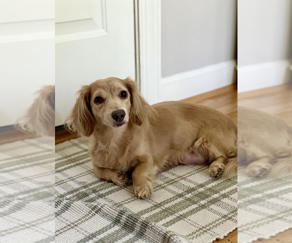 Medium Photo #7 Dachshund Puppy For Sale in LANEXA, VA, USA