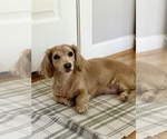 Small #6 Dachshund