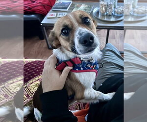 Dorito - Male Mutt Dog for Adoption - Photo #13