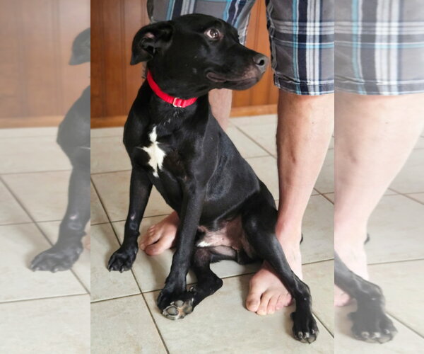 Medium Photo #12 Labrador Retriever-Unknown Mix Puppy For Sale in Rockaway, NJ, USA
