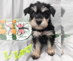Schnauzer (Miniature) Puppy for sale in LECOMA, MO, USA