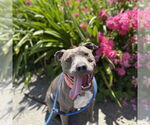 Small #1 American Pit Bull Terrier Mix