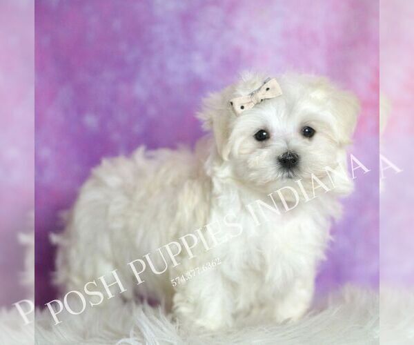 Medium Photo #4 Maltese Puppy For Sale in WARSAW, IN, USA