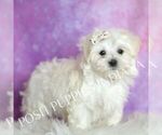 Small #3 Maltese