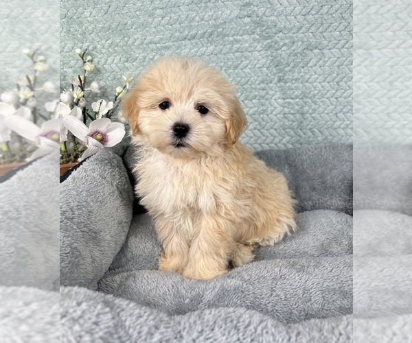 Medium Photo #2 Maltipoo Puppy For Sale in FRANKLIN, IN, USA