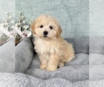 Small #1 Maltipoo