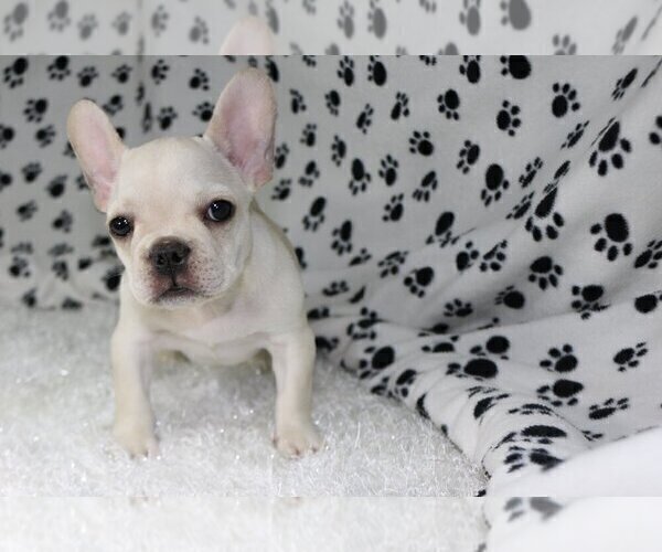 Medium Photo #1 French Bulldog Puppy For Sale in SEA ISLAND, GA, USA
