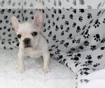 Small Photo #1 French Bulldog Puppy For Sale in SEA ISLAND, GA, USA