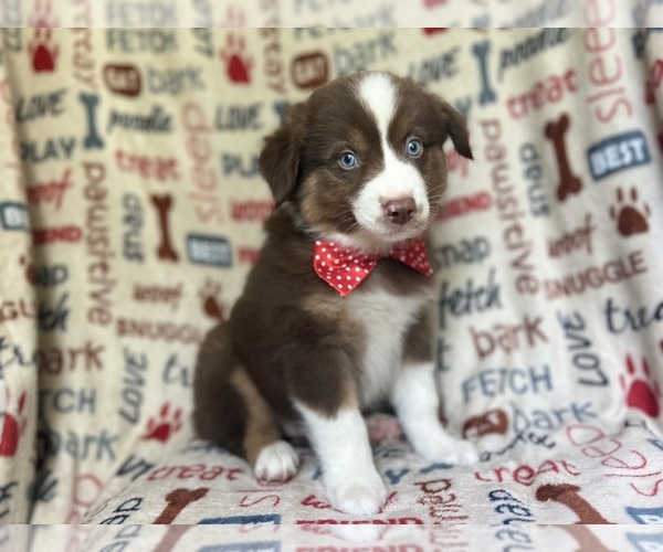 Medium Photo #4 Miniature Australian Shepherd Puppy For Sale in LAKELAND, FL, USA